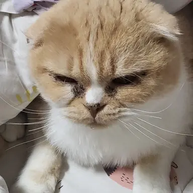 Profile image of 화이트