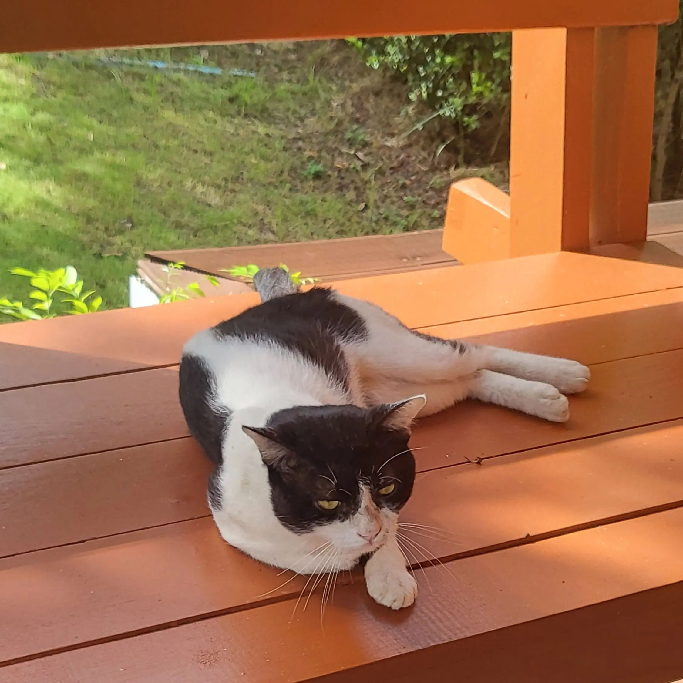 CreamySleep9358의 눈떠보니내가....pws신입..?