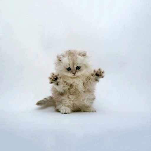 아기 고양이
