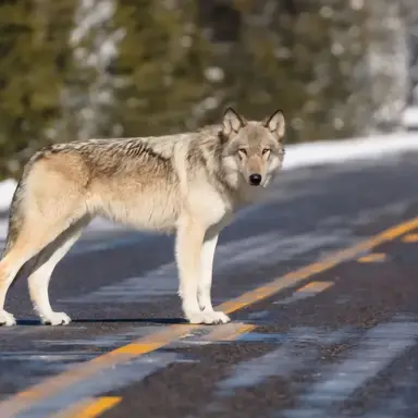 Profile image of 늑대