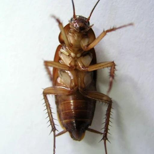바퀴벌레
