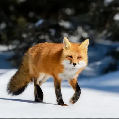 Profile image of 여우