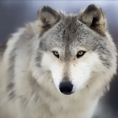 Profile image of 늑대