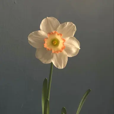 Profile image of 八神