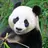 판다