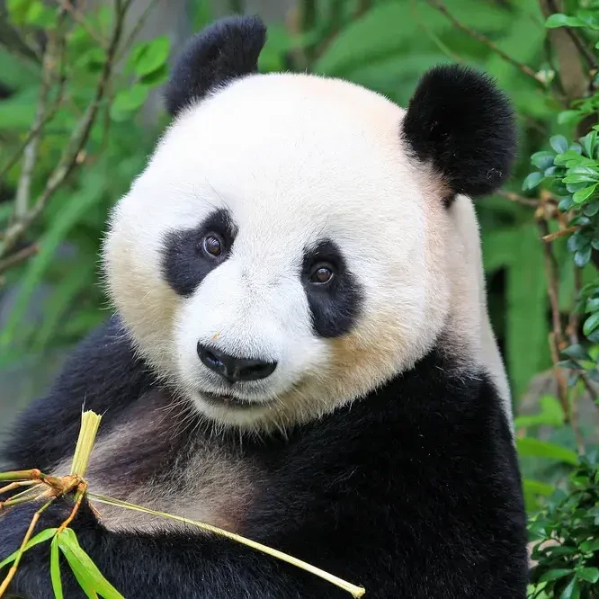 판다