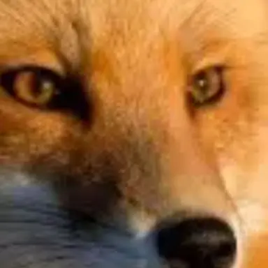 Profile image of 여우