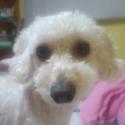단비