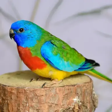 Profile image of Inko