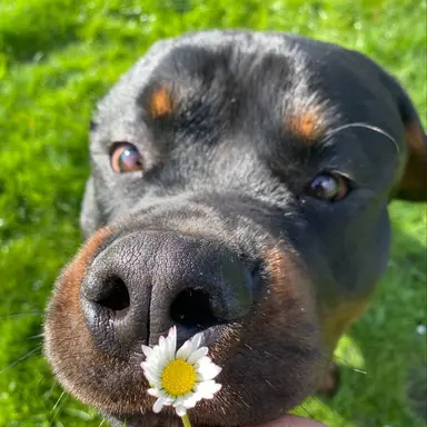 Profile image of Ruby
