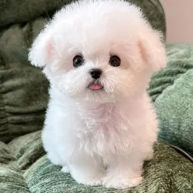 Profile image of 김뽀삐