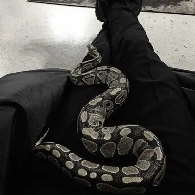 Profile image of Tom Riddle