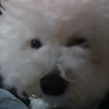 Profile image of 멍뭉