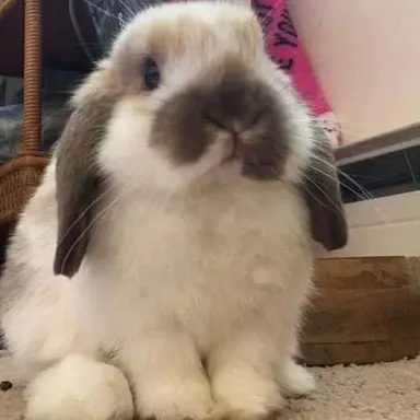 Profile image of Binky