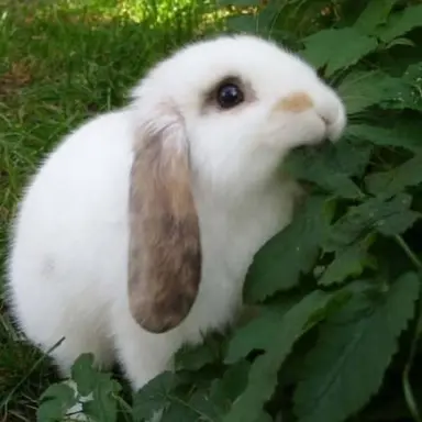 Profile image of Astro