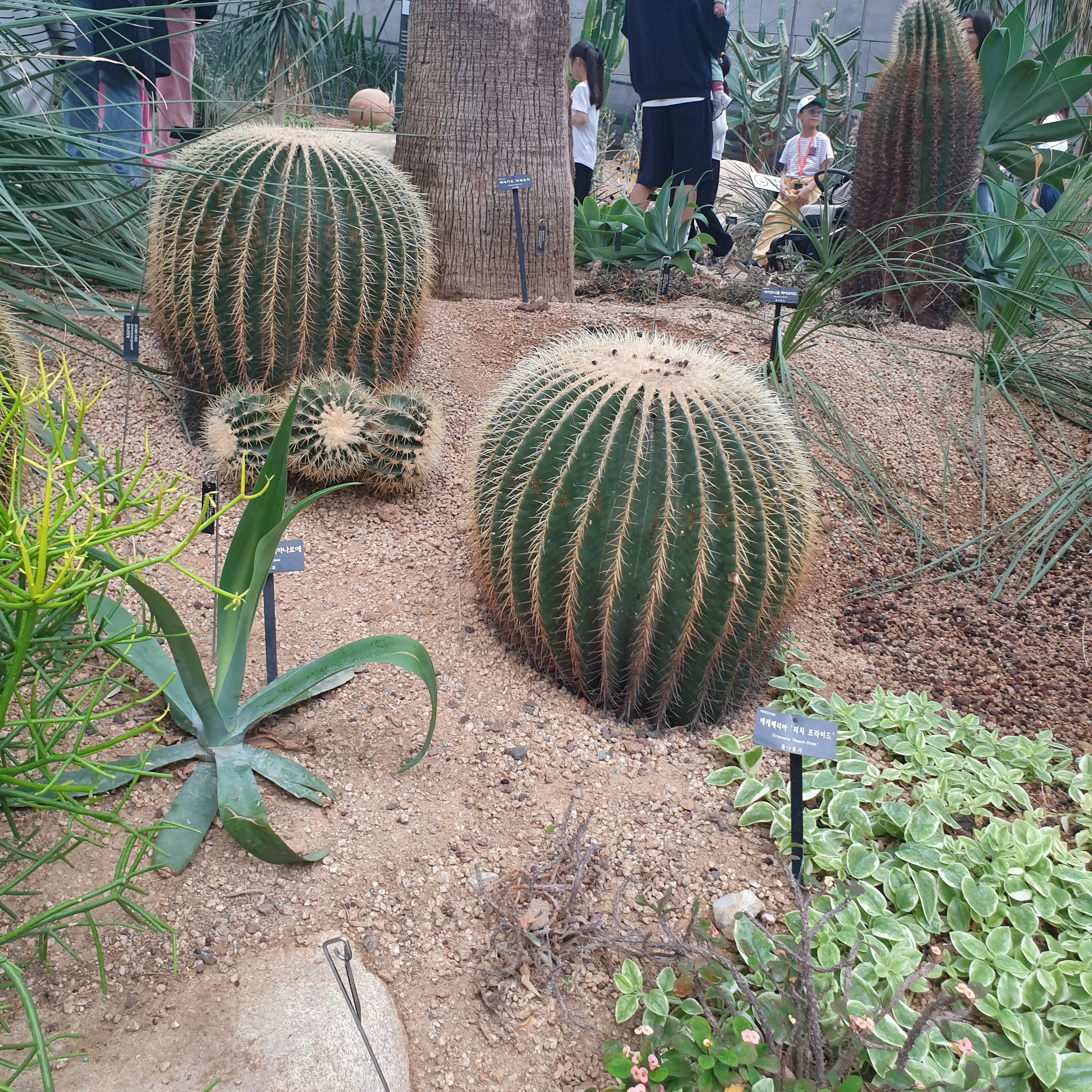 RapierZebra9486의 추석이기때문에한복입은애들