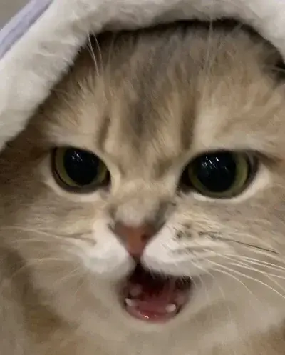 ShinyYen8753의 Cherie