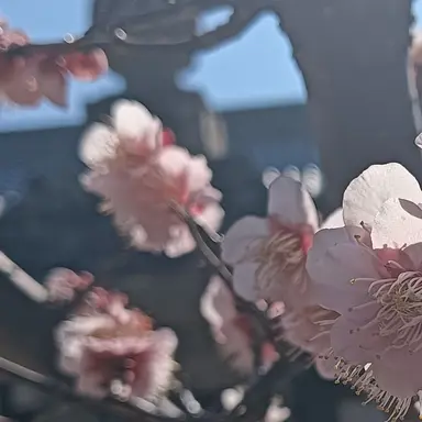Profile image of ブリ子
