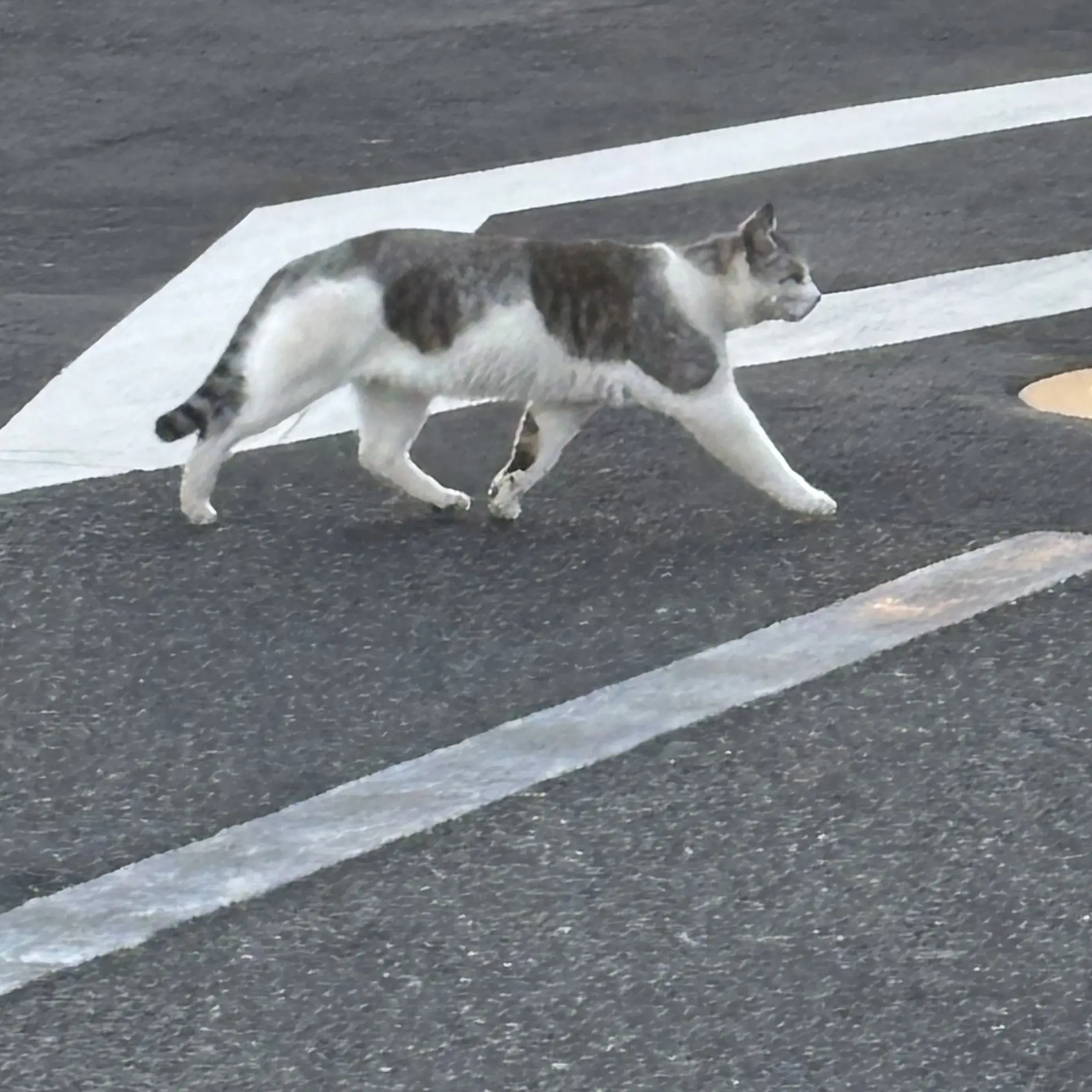 lol157의 いたずら好き朝