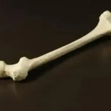 Profile image of 뼈