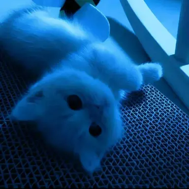 Profile image of 파이브