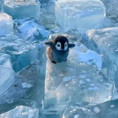 Profile image of 티푸