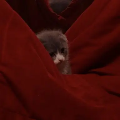 Profile image of 플래그