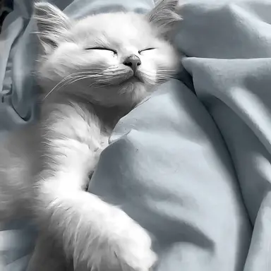 Profile image of 행크