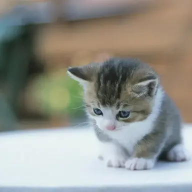 Profile image of 냥이