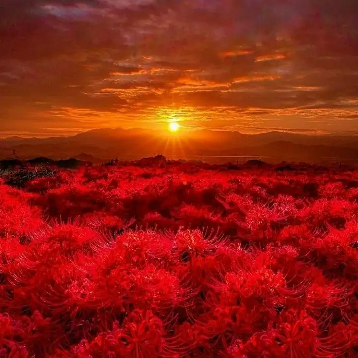 SwiftVest5051의 ♤