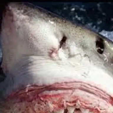 Profile image of 식인 백상아리