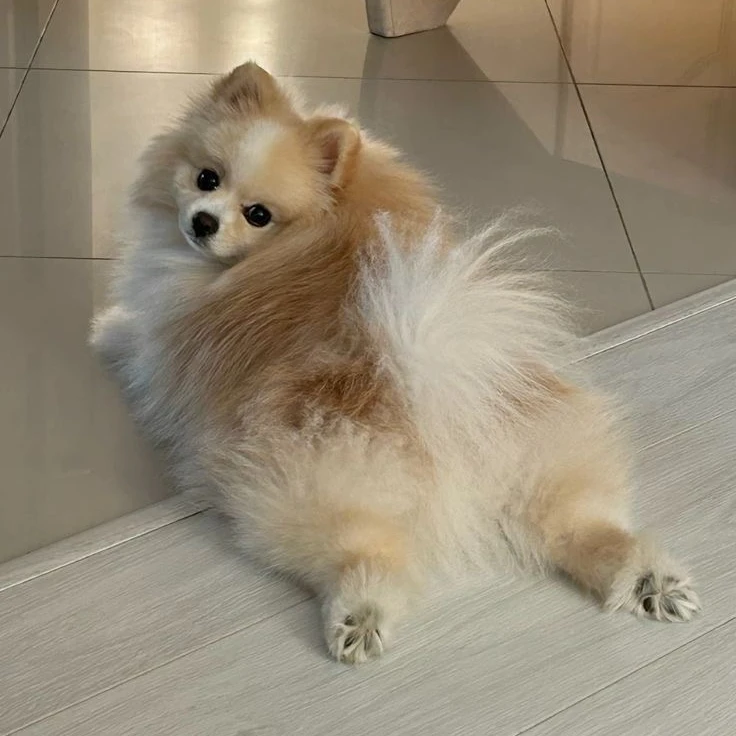 양갱이