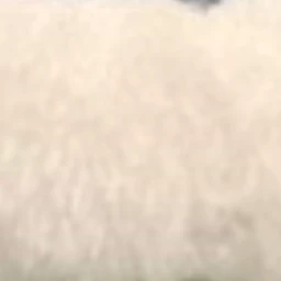 수연