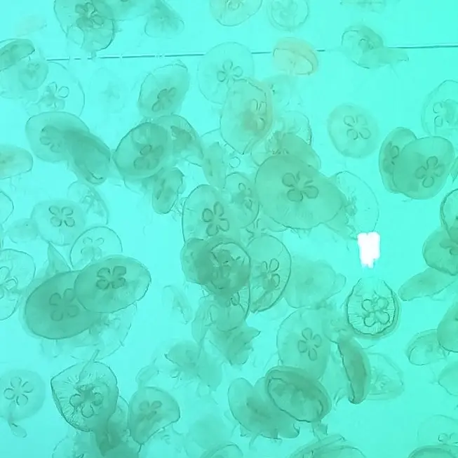 jellyfish.397.의 もうげんかい .使用非推奨
