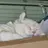 にゅにゅスター