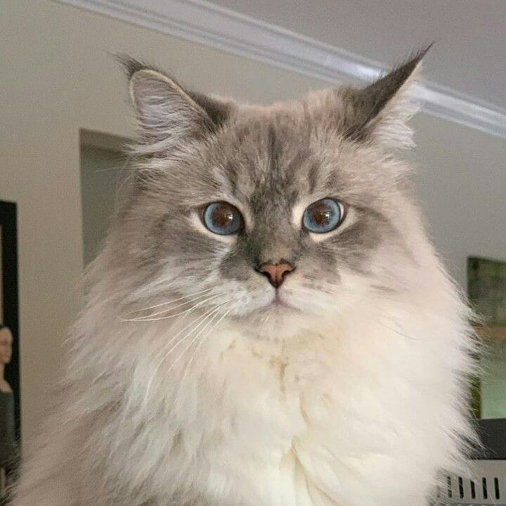 고양이 가족 대표 이미지