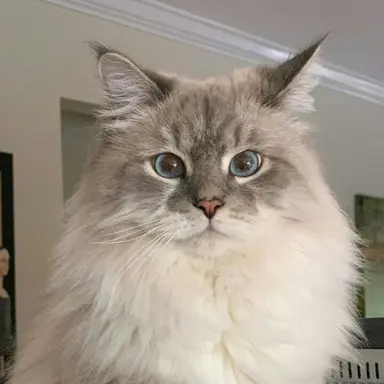 Profile image of 아빠냥이