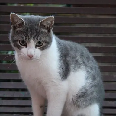 Profile image of 엄마냥이