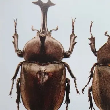 Profile image of 히크라문