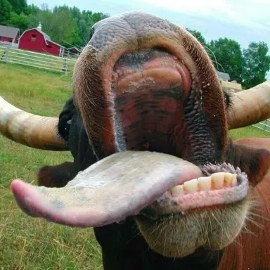 Profile image of Bull