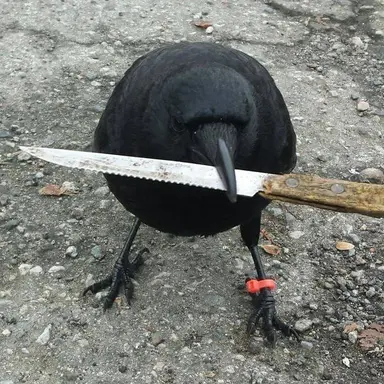 Profile image of Crow