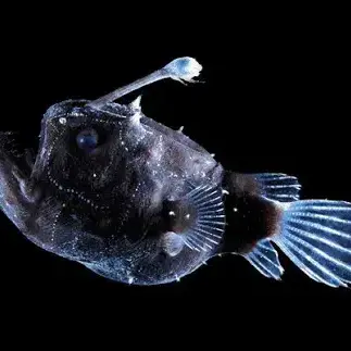 Profile image of チョウチンアンコウ