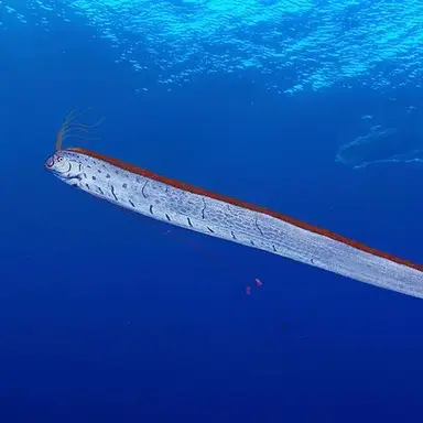 Profile image of リュウグウノツカイ
