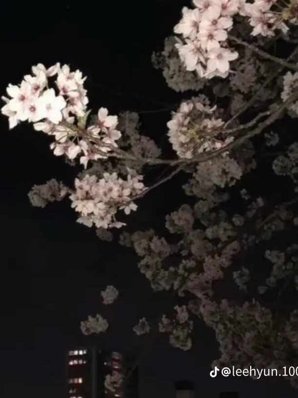 양광 , 자항 대표 이미지