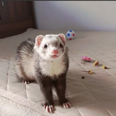 Profile image of Hyunjin