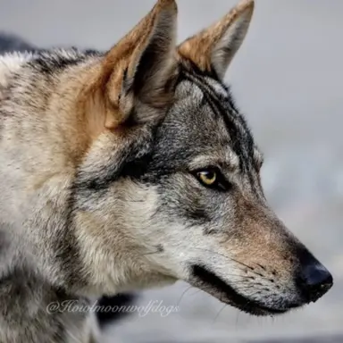 Profile image of Bang Chan