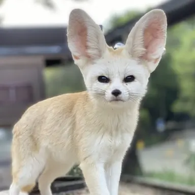 Profile image of I.N