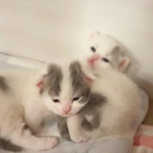 새끼냥이 냥줍하기!!