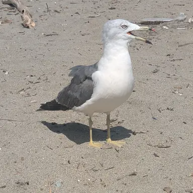 Profile image of モブ共