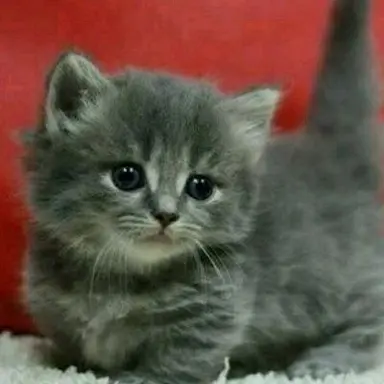 Profile image of そうだ